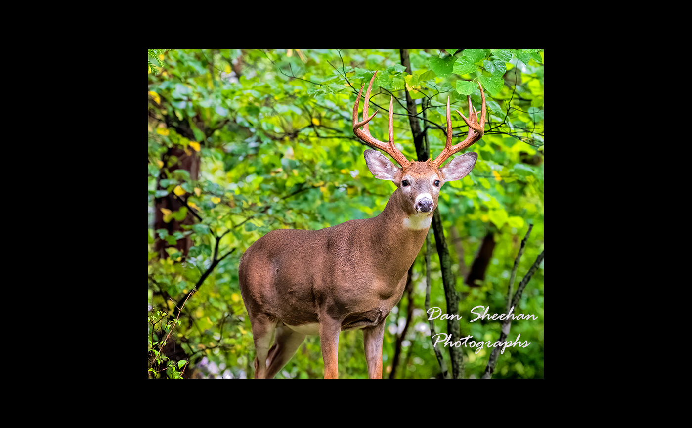Buck in the rain : My BackYard - Updates In Progress : Dan Sheehan Photographs - Fine Art Stock Photography