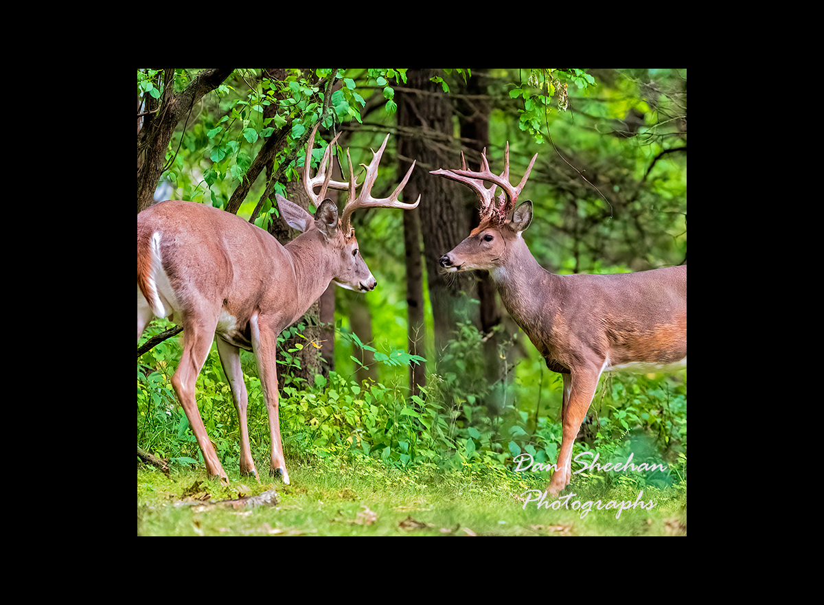 Ready to rumble : My BackYard - Updates In Progress : Dan Sheehan Photographs - Fine Art Stock Photography