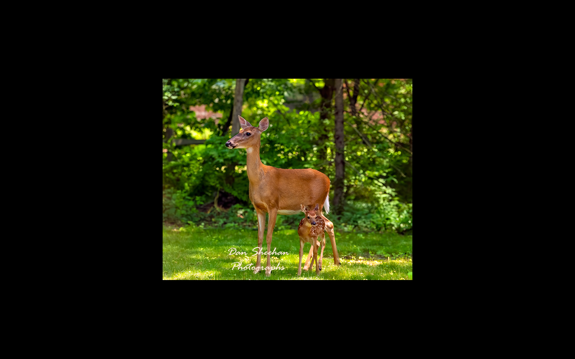 Offspring : My BackYard - Updates In Progress : Dan Sheehan Photographs - Fine Art Stock Photography