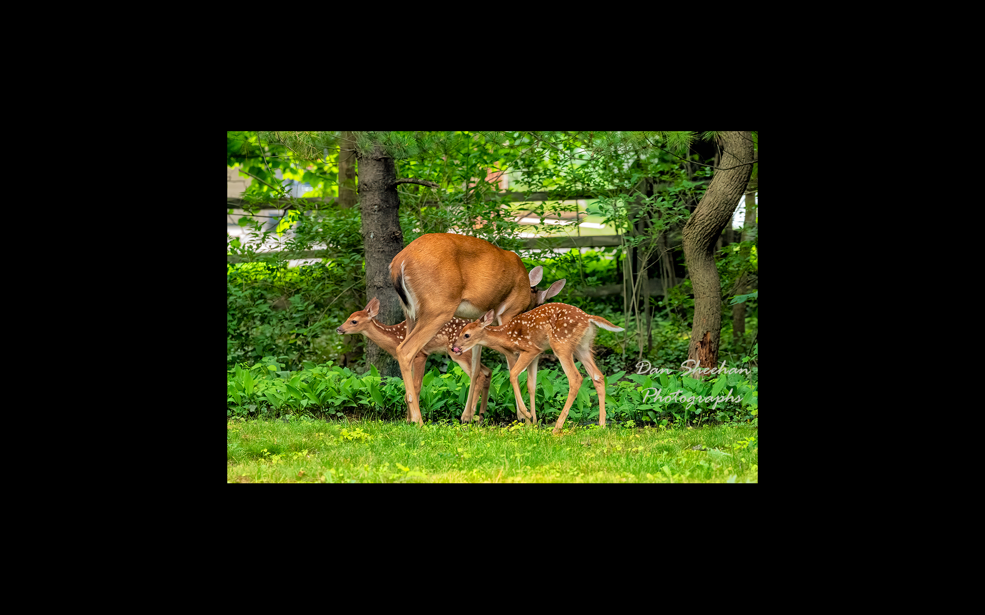 Family : My BackYard - Updates In Progress : Dan Sheehan Photographs - Fine Art Stock Photography