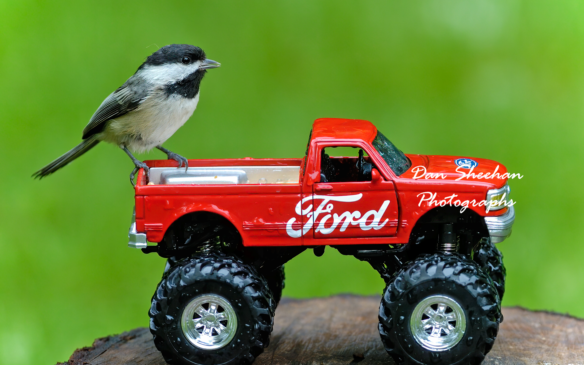 Black-Capped Chickadees Love Trucks
 : Cars : Dan Sheehan Photographs - Fine Art Stock Photography